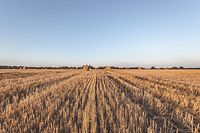 Campo de trigo na região de Sumy Oblast, na Ucrânia.