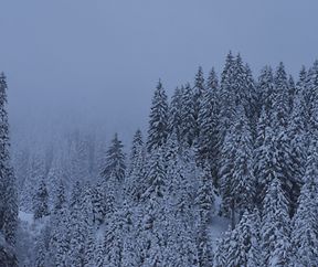 Nebliger Wintertag zur blauen Stunde