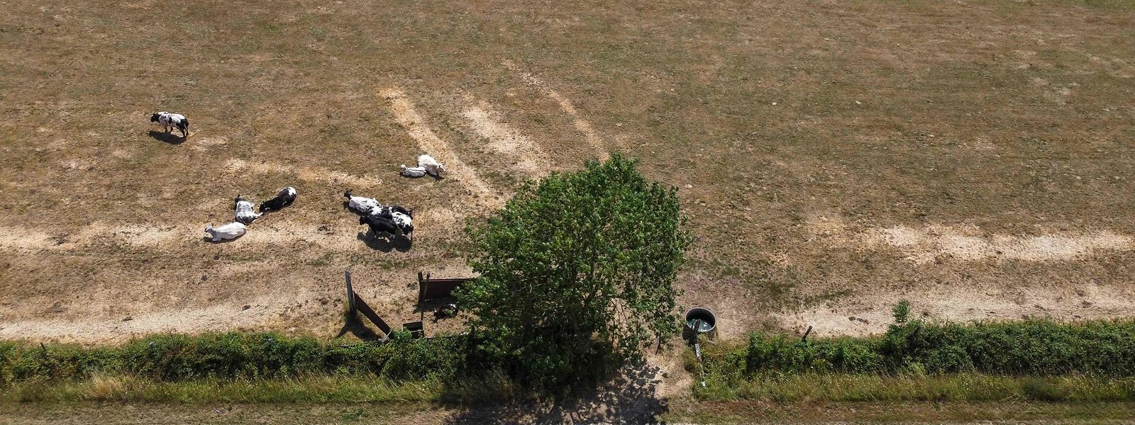 Esta vista aérea mostra gado num campo seco em Lierde, a oeste de Bruxelas. 