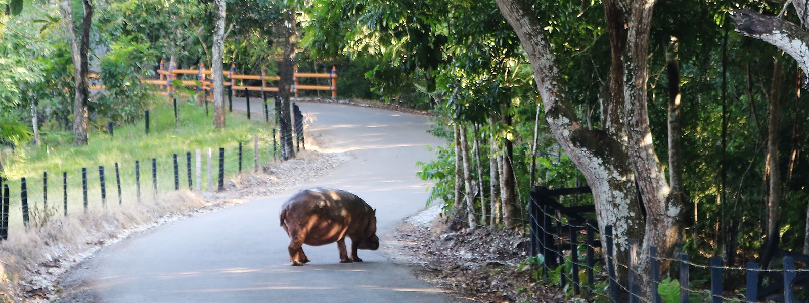 Ein Nilpferd steht auf einer Straße der Hacienda Napoles, die einst dem Drogenboss Pablo Escobar gehörte.