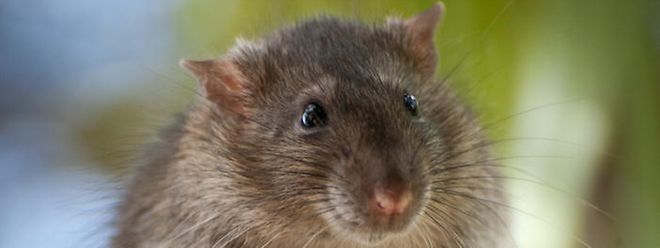 Die Tiere können Kabel annagen und damit die Sicherheit von Flugzeugen gefährden.