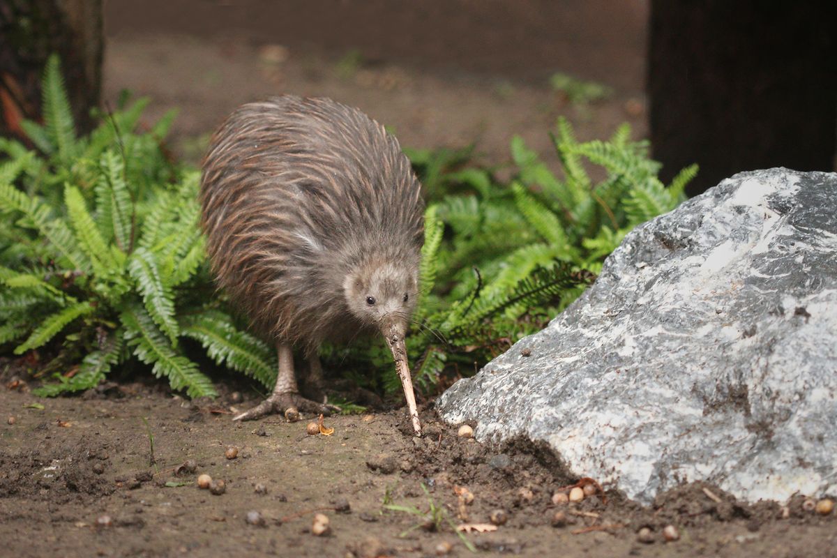 Katze Oder Kiwi