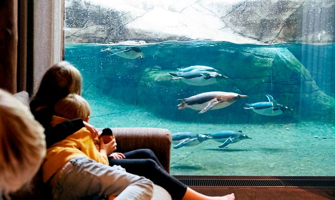A room with an underwater view of the Land of Cold with penguins and polar bears at Pairi Daiza Zoo