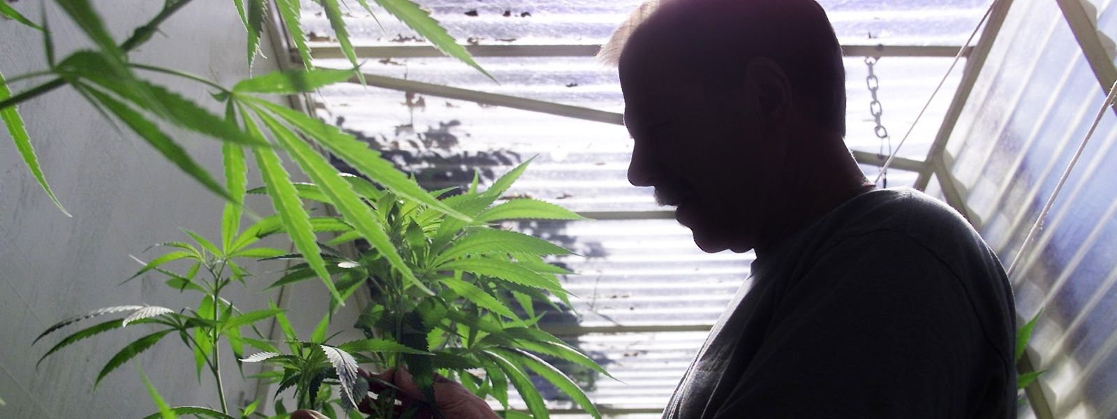 La consommation personnelle de cannabis sera donc autorisée à la maison et une personne majeure pourra librement cultiver jusqu’à 4 plantes de cannabis.