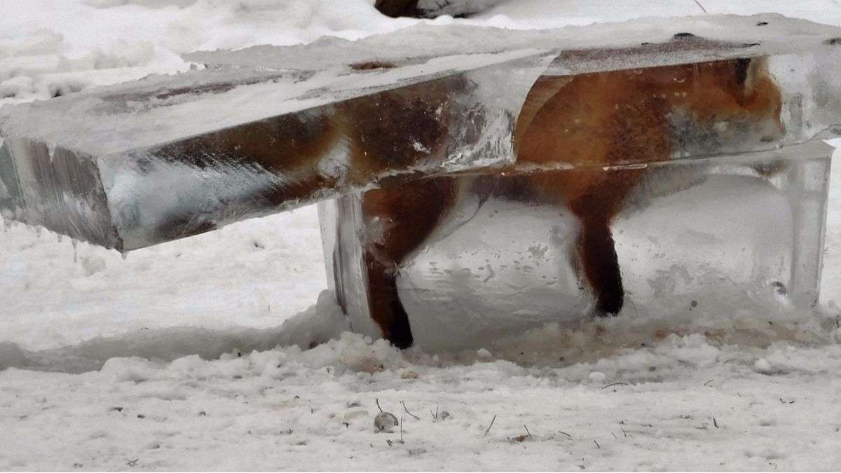 Овощной замерзший обнюхивая перепрятанный