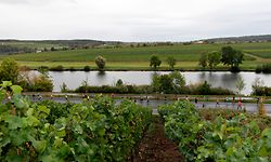 Laeufer / Leichtathletik, Route du Vin / 29.09.2019 / Remich / Foto: Christian Kemp