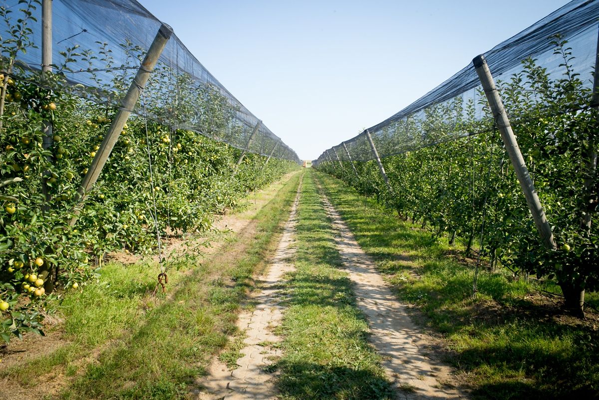Die Netze über den Plantagen schützen nicht nur vor Hagel sondern auch vor extremer Sonneneinstrahlung.