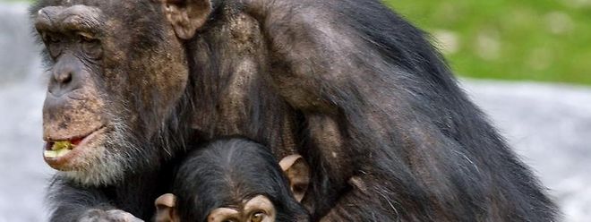 Schimpansen Als Botaniker Nur Das Beste Aus Dem Regenwald