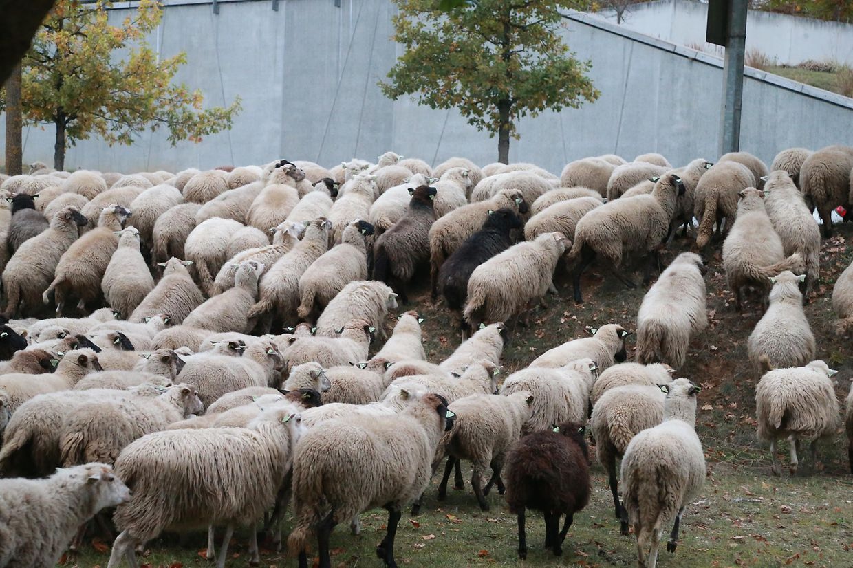 28.10.2018 Luxembourg, Kirchberg, parc Klosgrënnchen, Schaf, Herde, Wanderbeweidung mit Schafen photo Anouk Antony