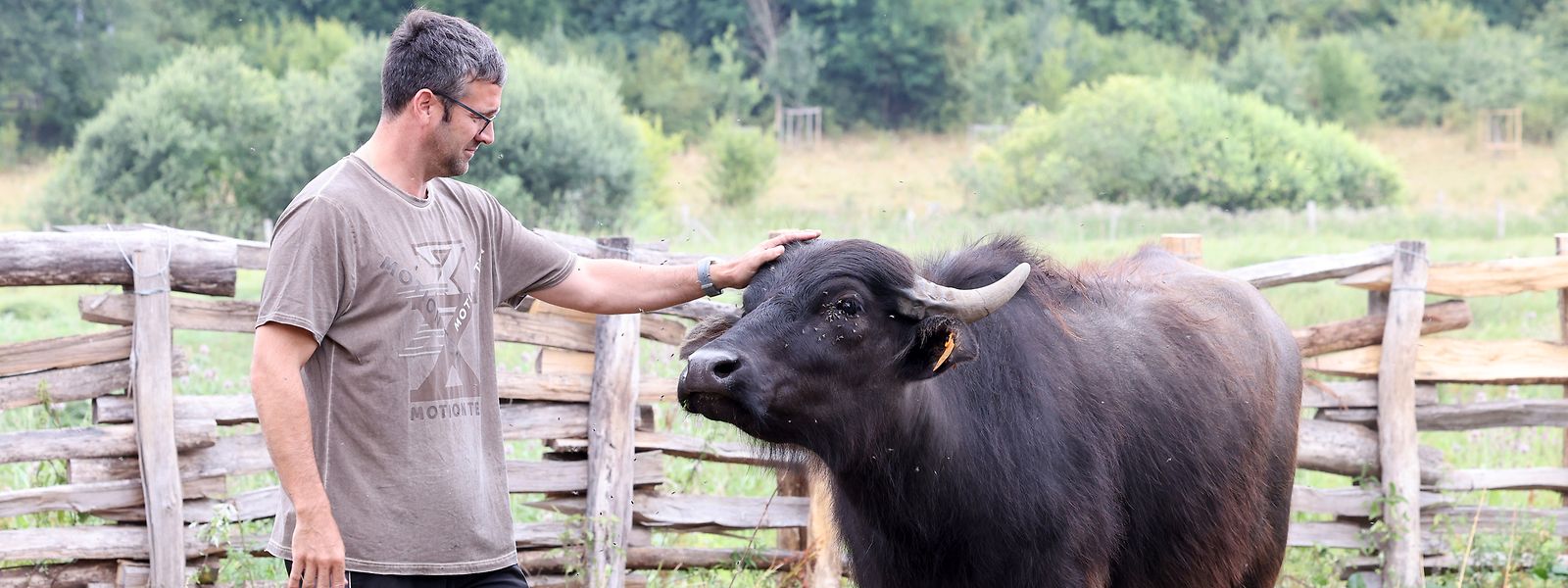 Für Biomilchbauern Alex Mehlen ist die Betreuung einer Herde Wasserbüffel eine komplett neue Erfahrung. 