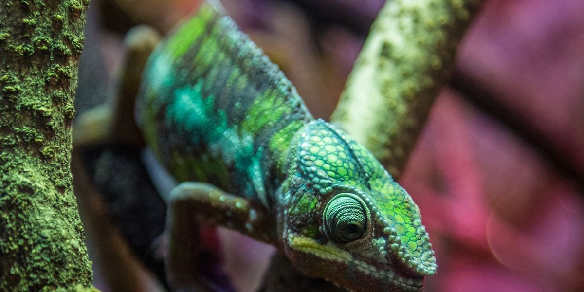 Die Entführung des Chamäleons Freddy war einer der spektakulären Fälle 2016 - sie ist bis heute nicht aufgeklärt.