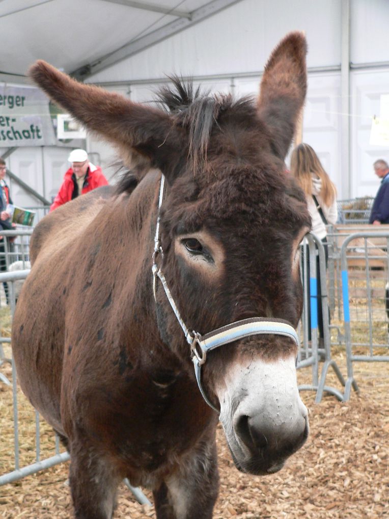 Die "Foire agricole" wusste den Regen am Samstag bereits mit einem abwechslungsreichen Show-Programm zur Nebensache werden zu lassen.