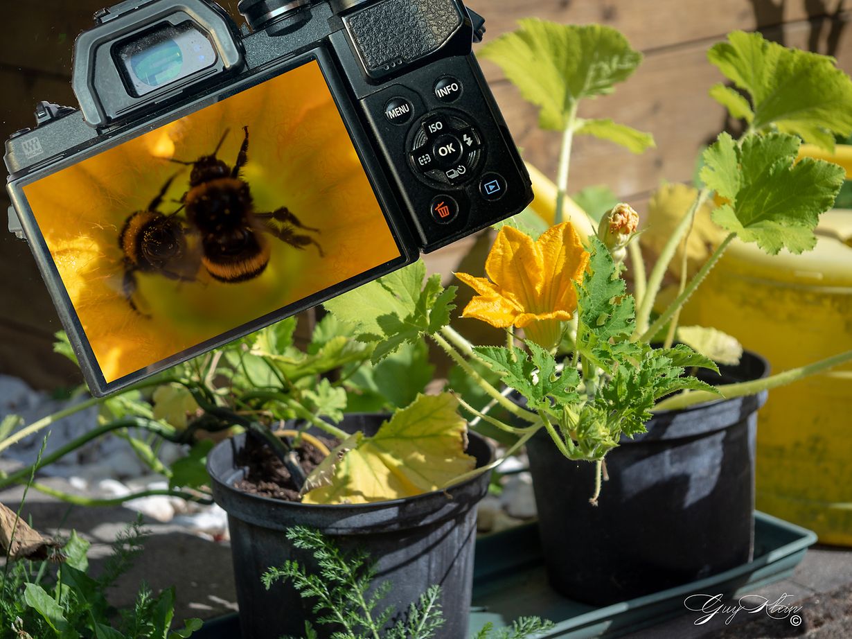 OLYMPUS DIGITAL CAMERA