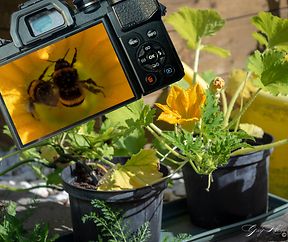 OLYMPUS DIGITAL CAMERA