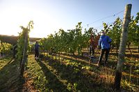 Lokales,Beginn der Traubenlese an der Mosel, Domaine Henri Ruppert,Schengen. Foto: Gerry Huberty/Luxemburger Wort