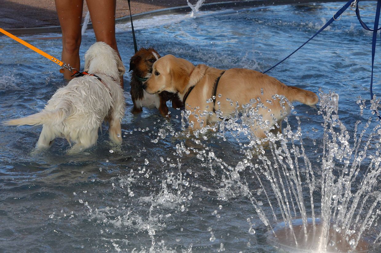 Lokales, Aqua Park, Schwimmbad, Hundeschwimmen, Badespass Foto: Luxemburger Wort/Anouk Antony