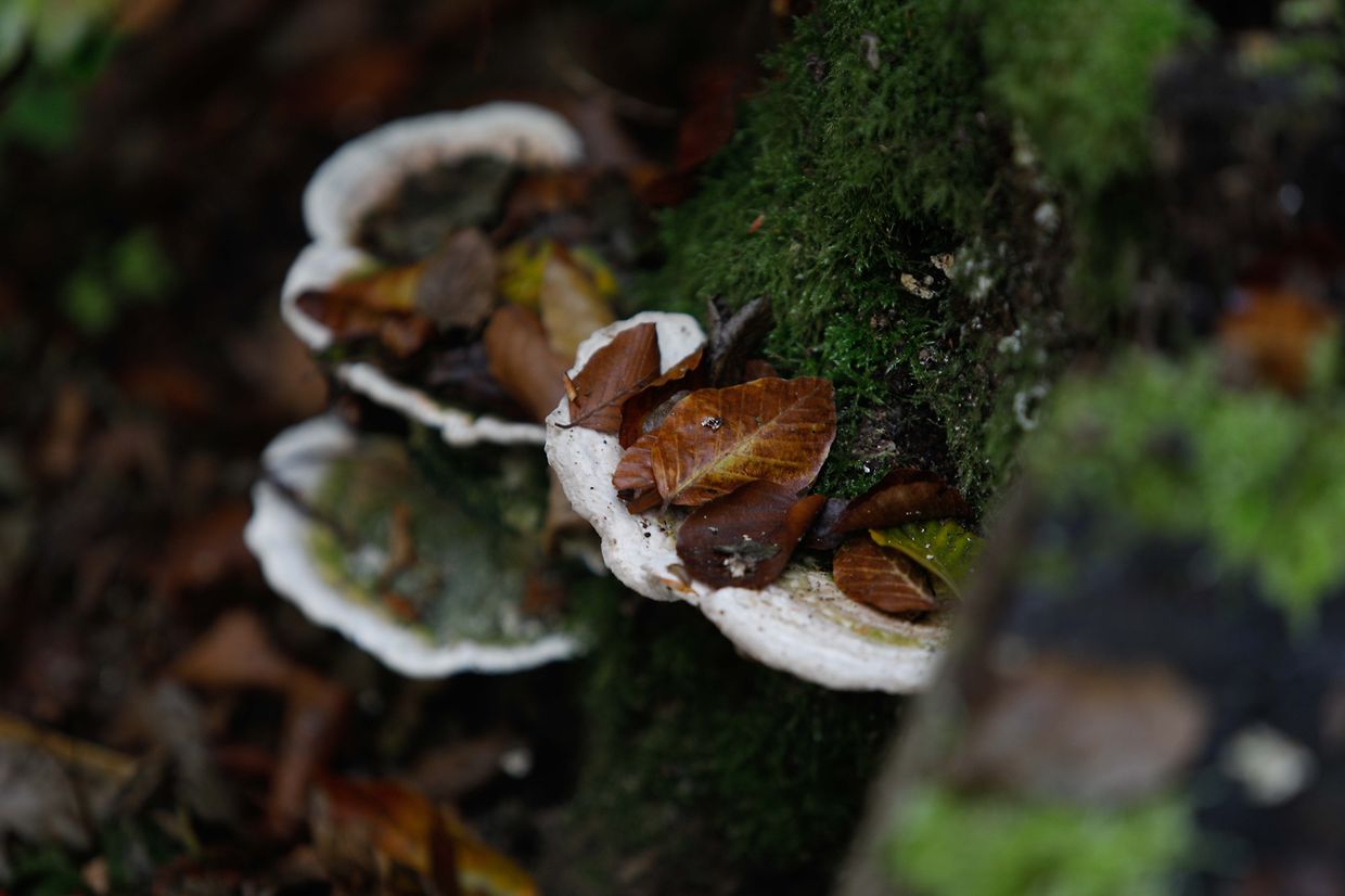 Illustration, Natur, Wald, Landschaft, Baum, Bäume, Blätter und Pilze, Licht Herbstaufnahmen Foto: Luxemburger Wort/Anouk Antony