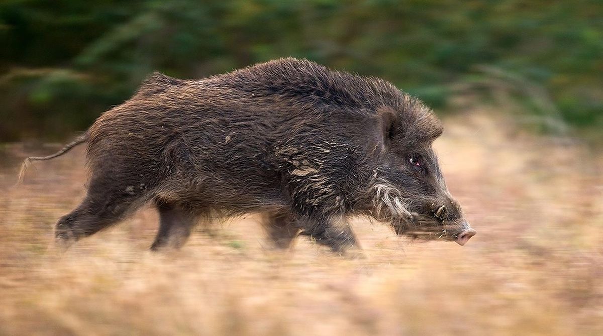 VIDEO - Wild boars race through Luxembourg border town