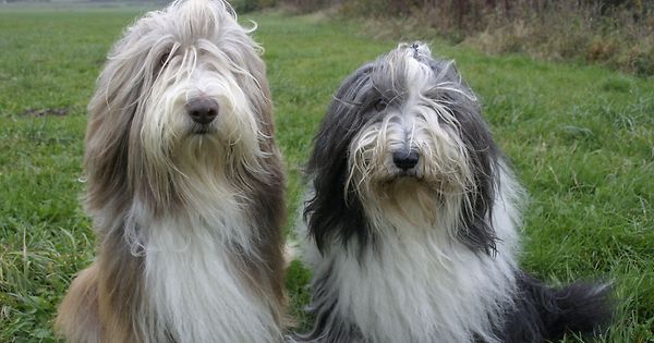 Zehn Hundeaktivitäten fürs Wochenende - Vimarsana News