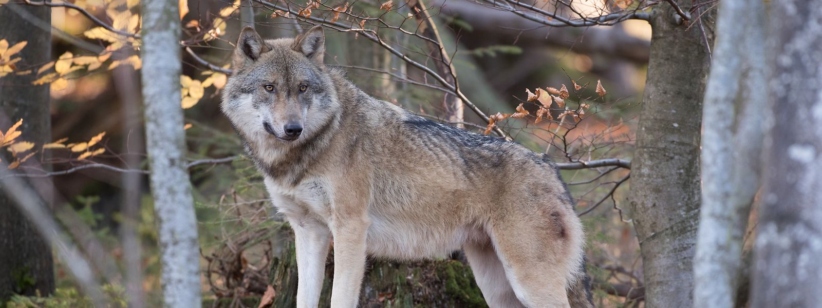 Le loup s'est installé dans les régions frontalières au Luxembourg depuis quelques années.