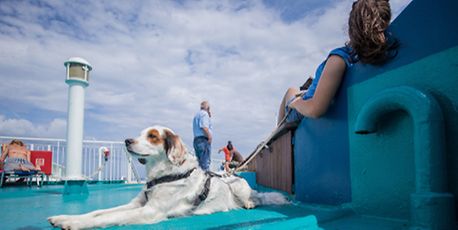 Fun things to do with your dog - Vimarsana News