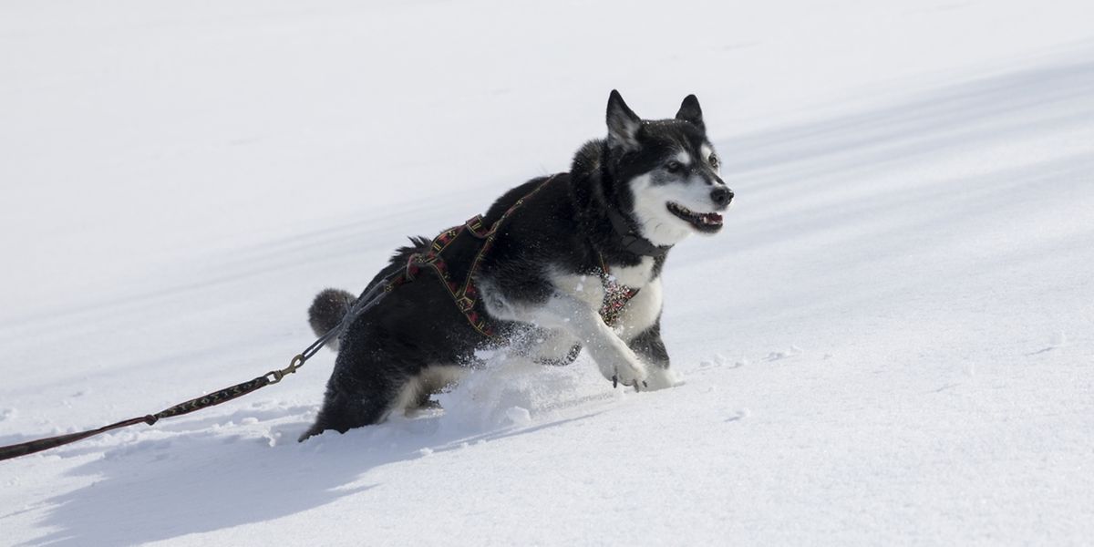 Hunde mit besonders dickem Fell wie dieser Huskymischling leben im Winter erst richtig auf. Sie vertragen lange Winterspaziergänge.