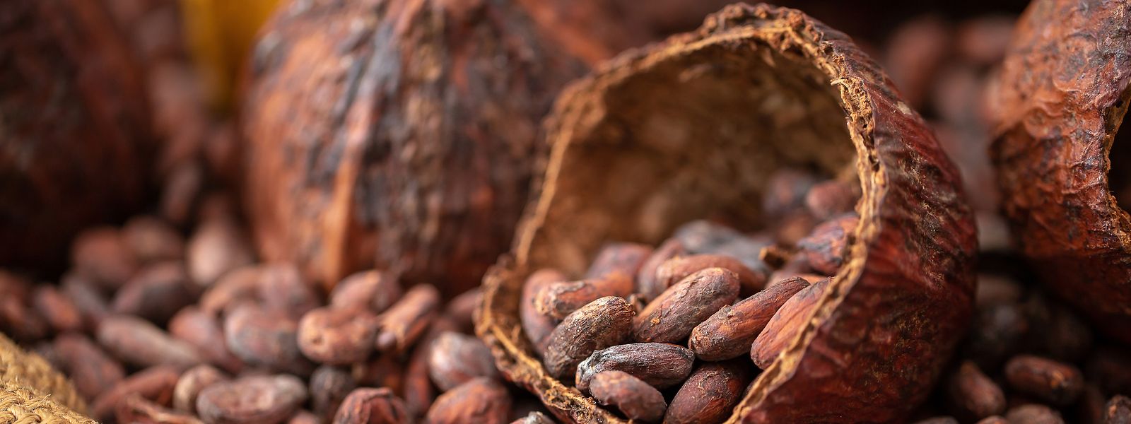 Le cacao, s'il est issu de terres déboisées après décembre 2020, sera désormais interdit à l'importation.