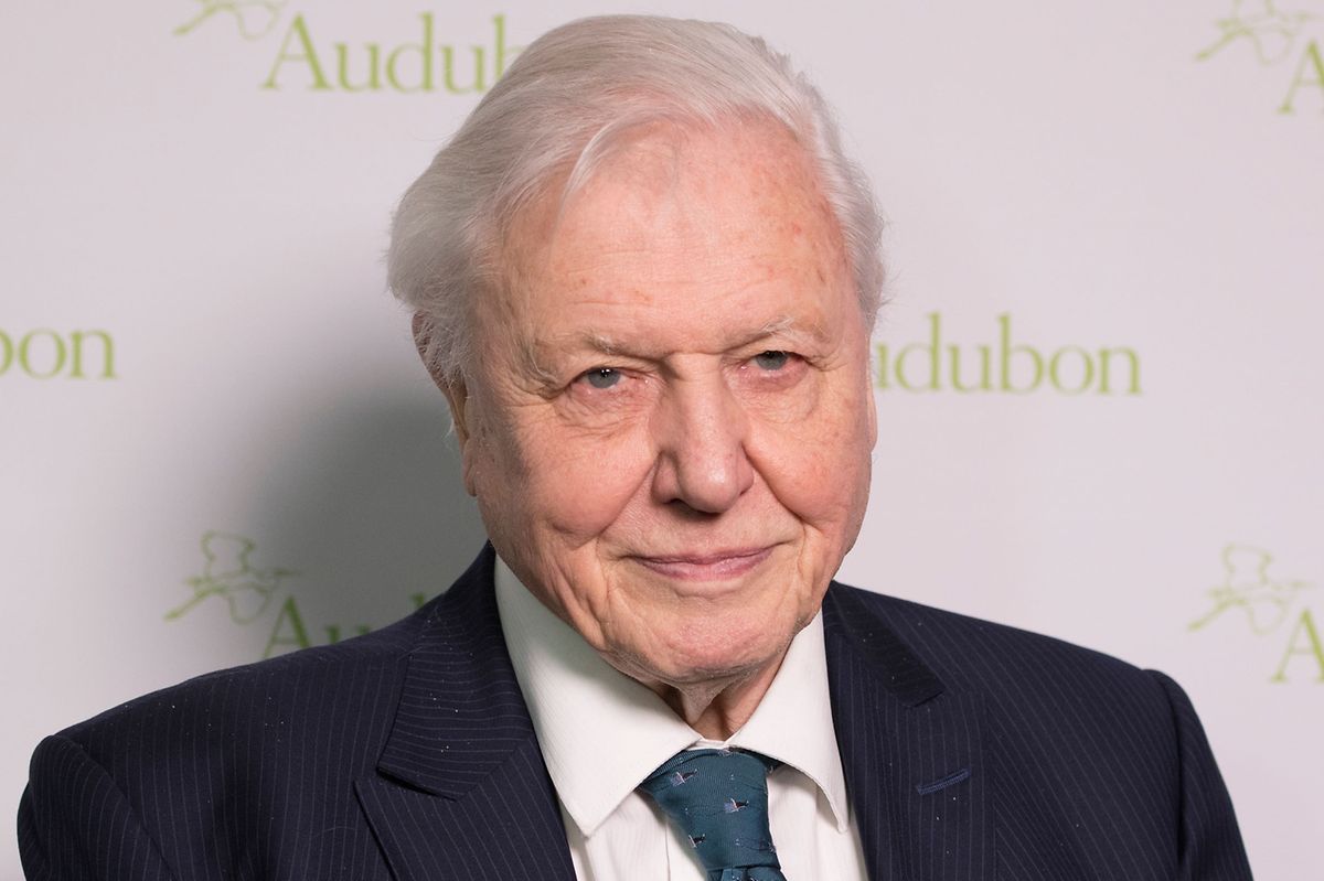 I first watched David Attenborough on a black and white TV but he's an overnight Insta sensation at 94. Photo: Shutterstock