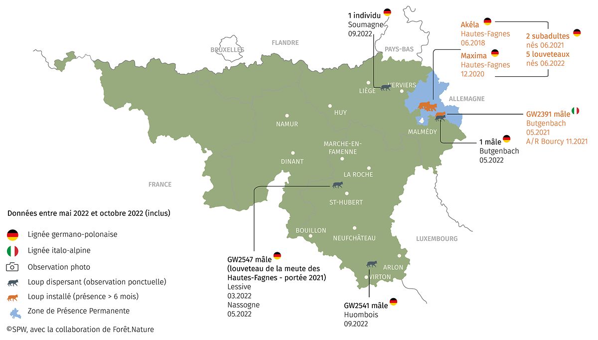 Carte de la présence du loup en Wallonie pour la période de mai à octobre 2022.