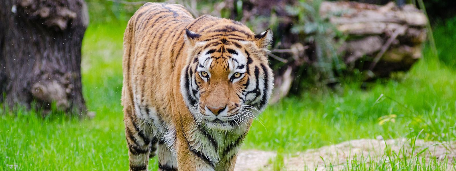 Rund eine Million Tier- und Pflanzenarten sind akut gefährdet. Der Tiger steht etwa seit Jahrzehnten auf einer Roten Liste der Weltnaturschutzunion für bedrohte Arten.