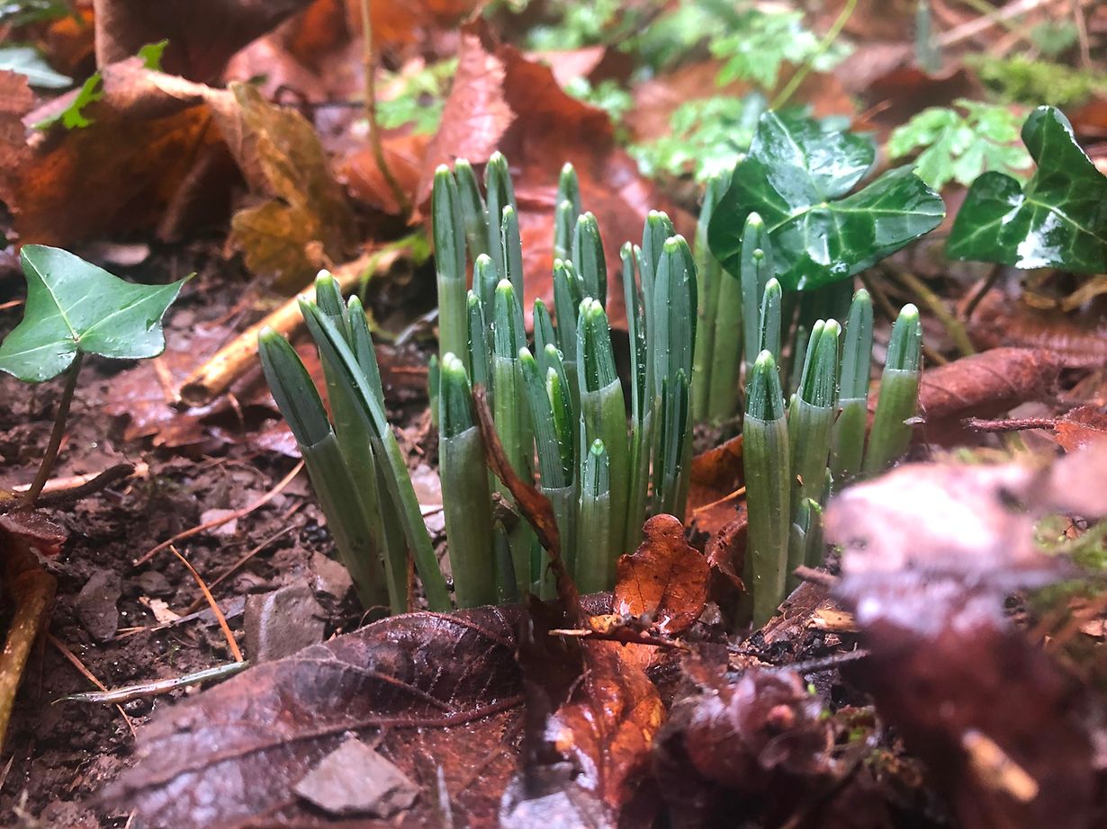 Mywort Das Leben Beginnt Mit Dem Tag An Dem Du Einen Garten