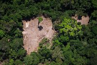 (FILES) File photo taken on October 13, 2014 showing an aereal view of an illegal felling area in the Amazon forest during an overflight by Greenpeace activists over areas of illegal exploitation of timber, as part of the second stage of the "The Amazon's Silent Crisis" report, in the state of Para, Brazil, - The head of Brazil's National Institute for Space Research (INPE) Ricardo Galvao said on Friday he's going to be sacked following a row with President Jair Bolsonaro over deforestation in the Amazon rainforest. Galvao had accused far-right Bolsonaro of "cowardice" for having publically questioned satellite data produced by INPE that showed Amazon rainforest deforestation had increased 88 percent in June compared to the same period one year earlier. (Photo by RAPHAEL ALVES / AFP)