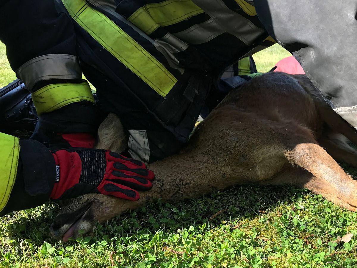 L'animal a été légèrement blessé mais sera très prochainement relâché dans sa forêt.