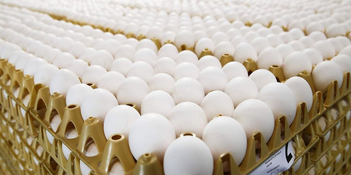 Des oeufs d'une ferme néerlandaise (photo d'illustration) .