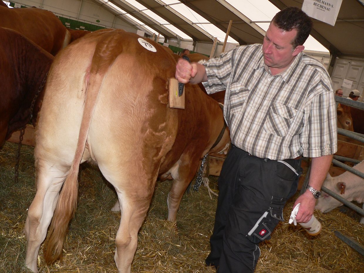 Die "Foire agricole" wusste den Regen am Samstag bereits mit einem abwechslungsreichen Show-Programm zur Nebensache werden zu lassen.