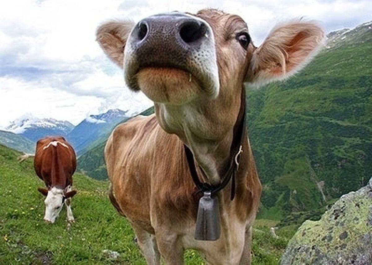 Swiss farmer ordered to end cow bell clamour