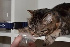 Voici Gigi, le premier (faux) chat détecteur de stupéfiants.