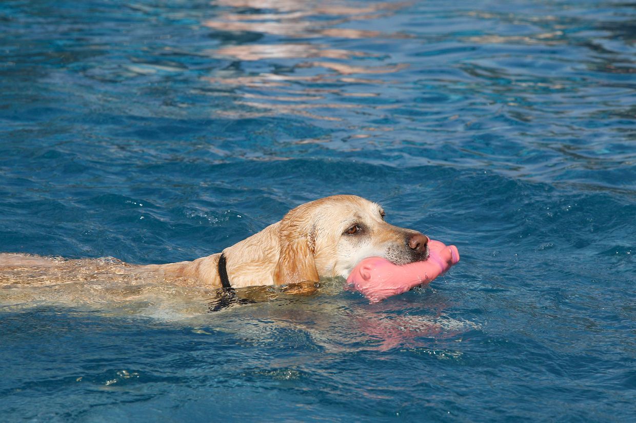 Lokales, Aqua Park, Schwimmbad, Hundeschwimmen, Badespass Foto: Luxemburger Wort/Anouk Antony