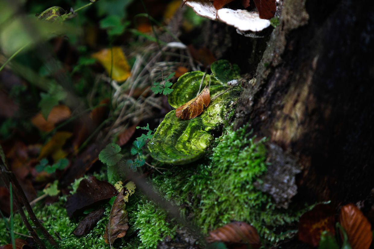 Illustration, Natur, Wald, Landschaft, Baum, Bäume, Blätter und Pilze, Licht Herbstaufnahmen Foto: Luxemburger Wort/Anouk Antony