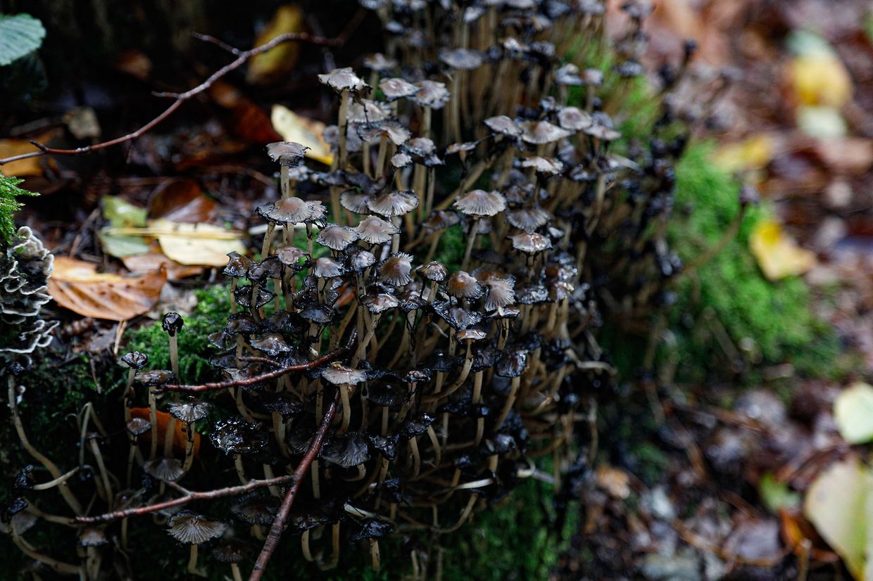 Illustration, Natur, Pilze,  Foto: Luxemburger Wort/Anouk Antony