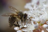 Bienen und andere Insektenarten freuen sich über nahrhafte Blüten, und zwar bis in den Herbst.