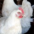 Stallpflicht für Geflügel should end bird flu.
