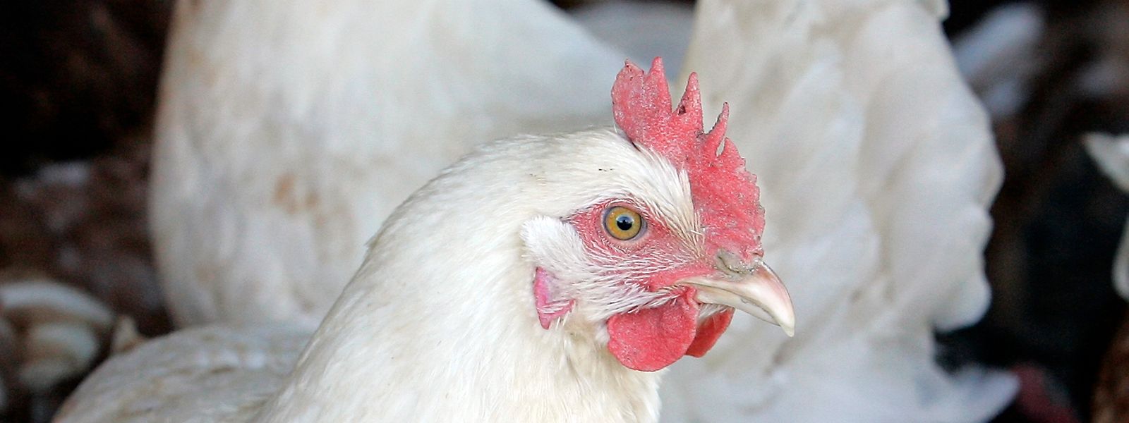 Stallpflicht für Geflügel soll die Vogelgrippe eindämmen.