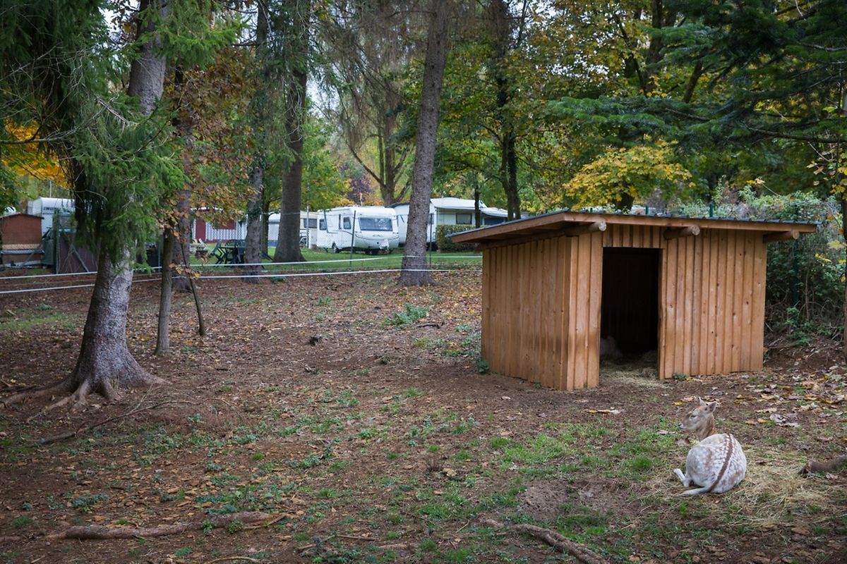 Entstehen werden die Baumhäuser etwa über dieses Areal, zwischen Campingplatz und Tierpark. 
