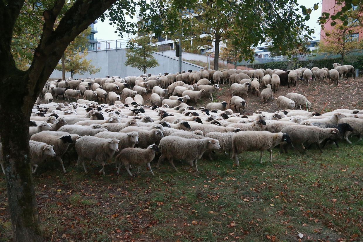 28.10.2018 Luxembourg, Kirchberg, parc Klosgrënnchen, Schaf, Herde, Wanderbeweidung mit Schafen photo Anouk Antony