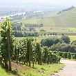 21/08/07 Remich : Vendanges, raisins, vin. Photo Charles Caratini