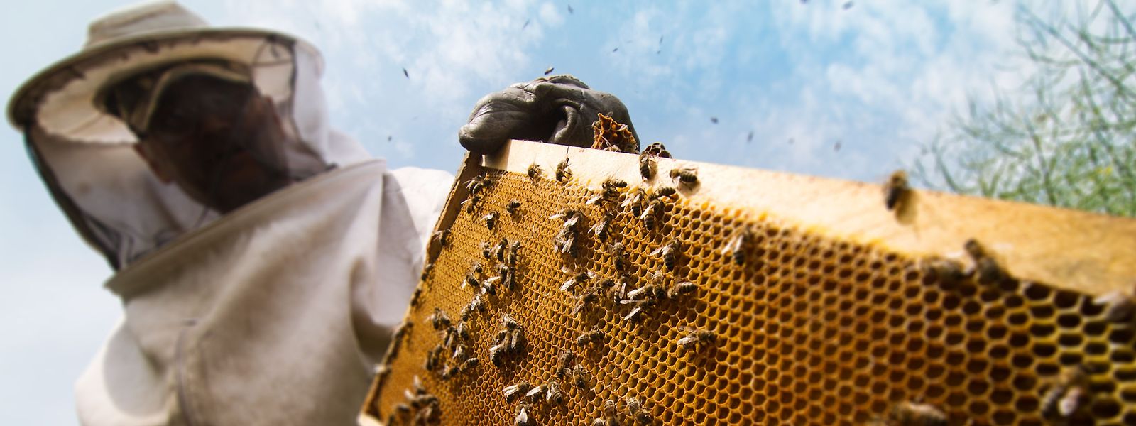 Bienenzucht wird zu einem immer beliebteren Hobby. Waren es im Mai 2018 noch 5 878 Bienenvölker, so sind es zurzeit mehr als 6 500. Doch jeden  Winter stirbt wieder ein Teil der Völker.