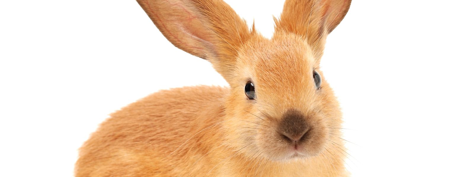 Kokzidiose bei Kaninchen