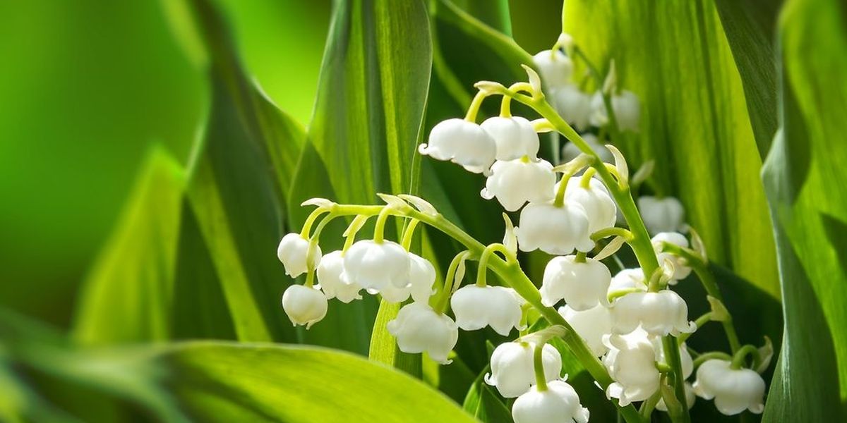 Tradition Qui Achete Du Muguet Le 1er Mai