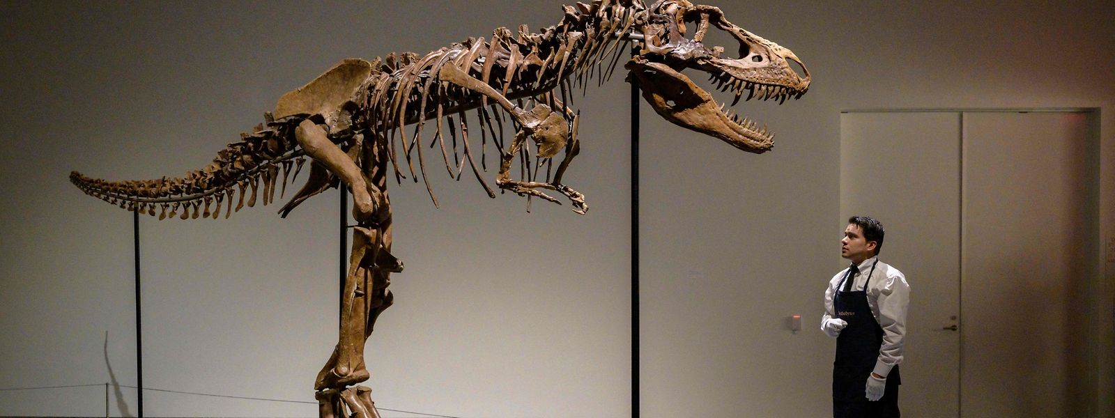 Das Skelett eines Gorgosaurus ist in New York für rund sechs Millionen Dollar versteigert worden.